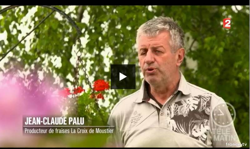 Les fraises à l'honneur sur France 2