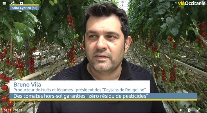 Les tomates de St Cyprien !