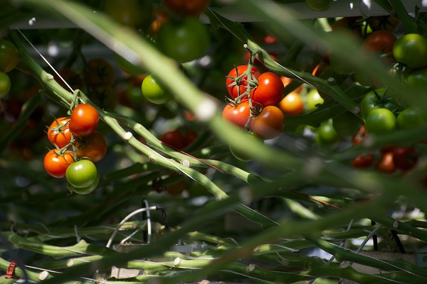 Recycler les tiges de tomates pour en faire des vêtements c'est possible !