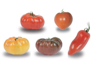 Tomates cultivées en pleine terre