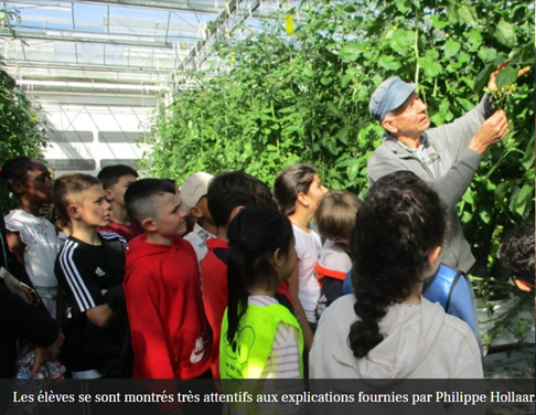 Les écoliers subjugués par la culture sous serres des tomates