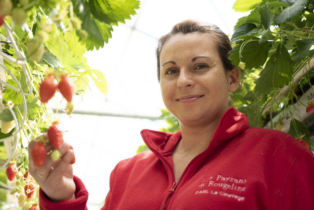 fraises-rougeline-lot-et-garonne